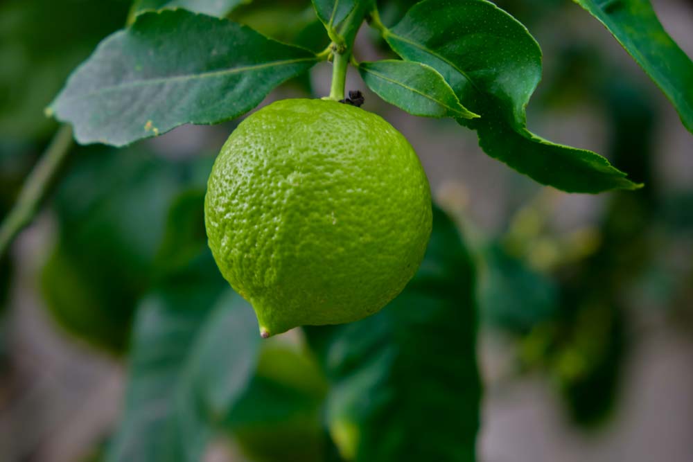 Лимон - натуральный, дешевый выводитеьл крови с ткани